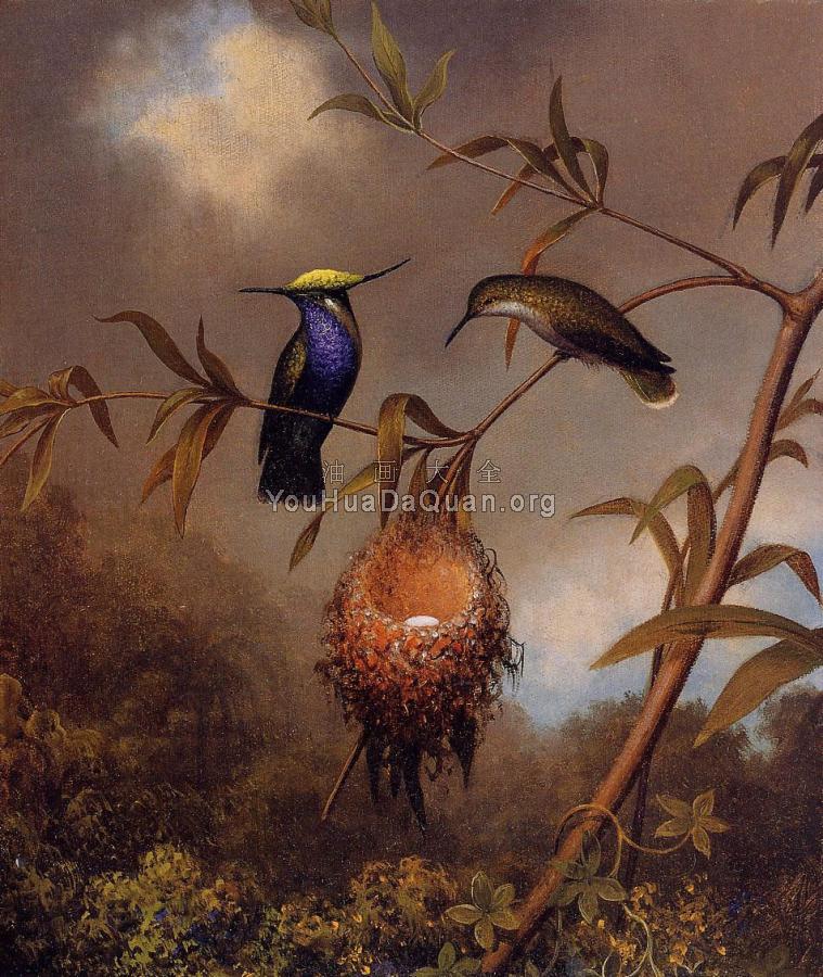 Black-Breasted Plovercrest - 马丁·约翰逊·赫德